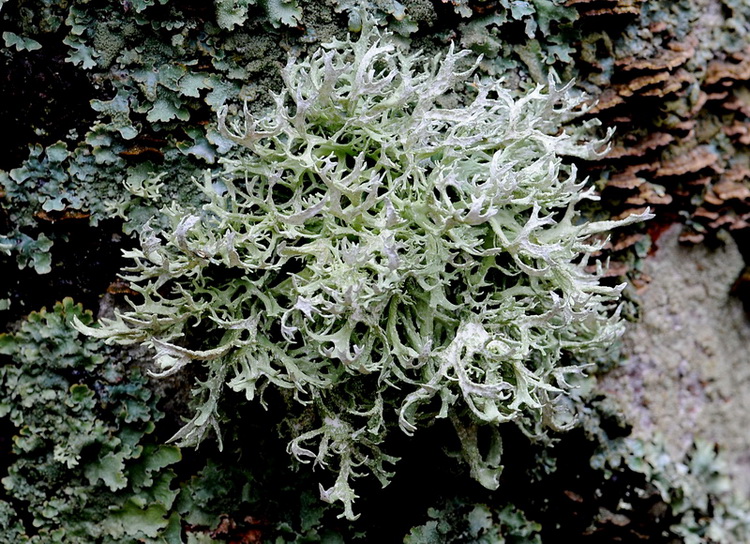 Licheni di Vallombrosa